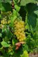 Raisin Blanc